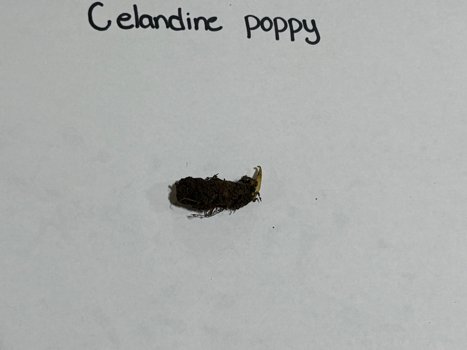 Dark earthy celandine poppy seed with yellowish-green stem tip