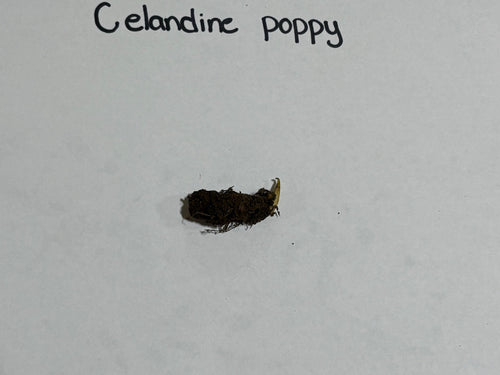 Dark earthy celandine poppy seed with yellowish-green stem tip