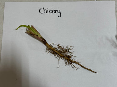 Fresh chicory root with slender brown stem and green leaf buds for Chicory Plant