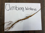 Brown woody climbing wisteria vine 6-18in with tangled roots and slender stem