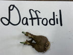 Brown daffodil bulb with green shoots and roots for Daffodil Plant
