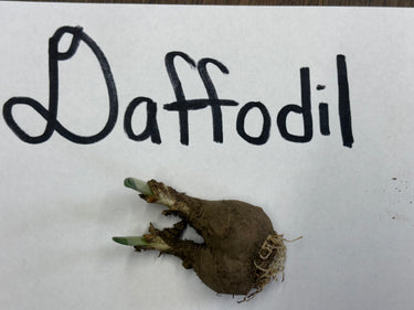 Brown daffodil bulb with green shoots and roots for Daffodil Plant