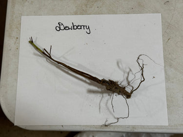 Dewberry plant with brown earthy stem, tangled roots on white paper