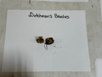 Two dried earthy-brown Dutchmans breeches specimens with frayed roots and buds