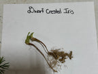 Dwarf crested iris plant with green leaves and brown roots on white surface