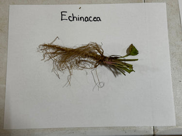 Dried Echinacea plant with brown roots, green stems and small leaves