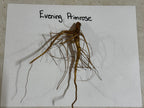 Dried evening primrose plant with brown woody stem and thin roots on white paper