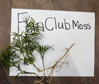 Fresh Fan Clubmoss with green feathery fronds and slender brown roots