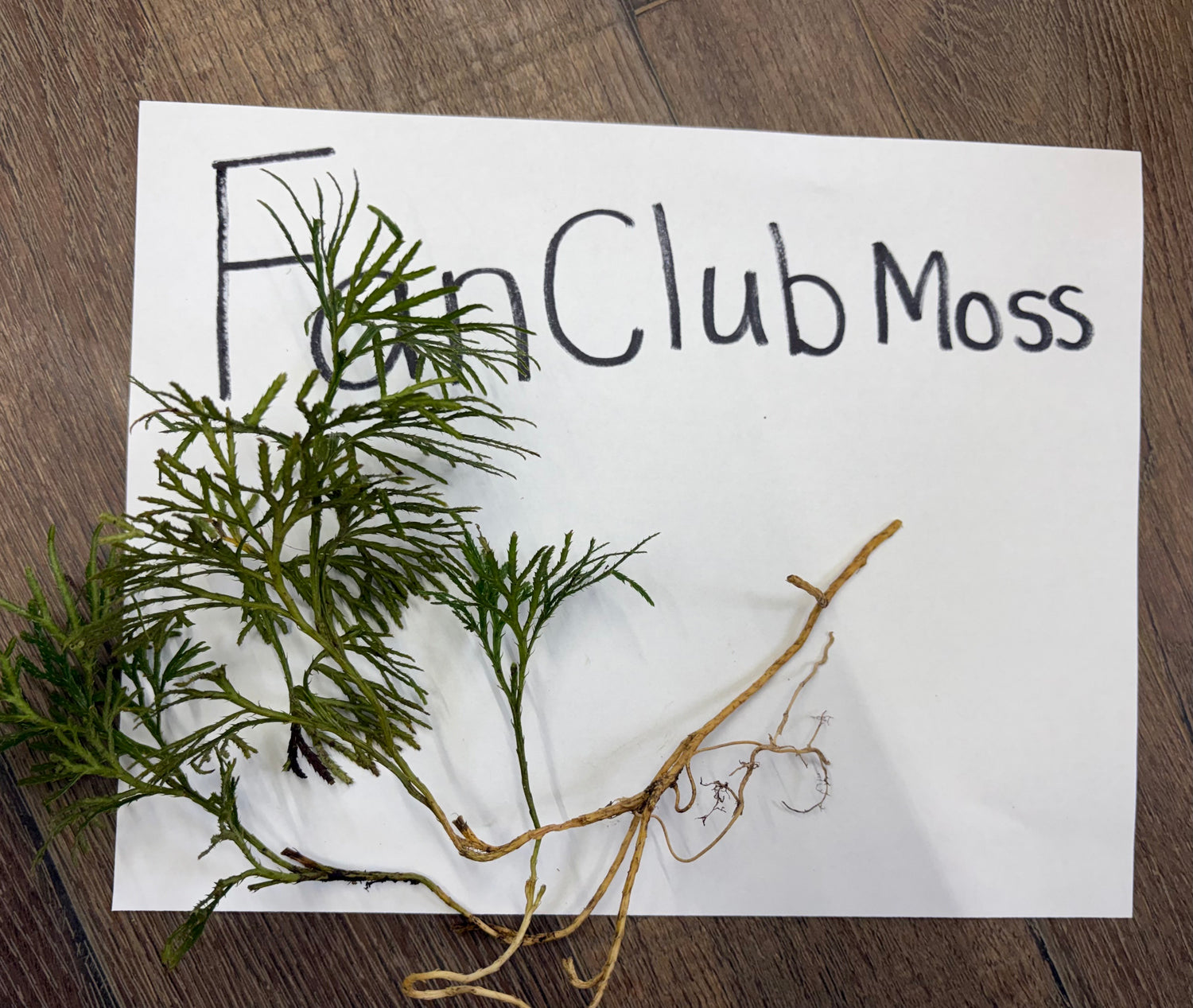 Fresh Fan Clubmoss with green feathery fronds and slender brown roots