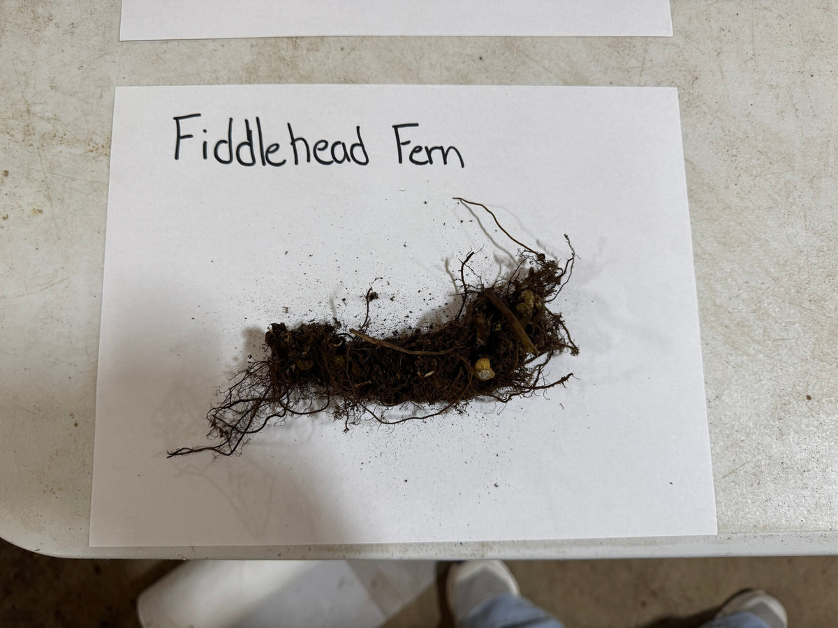 Dark brown fiddlehead fern with delicate fronds and tangled roots
