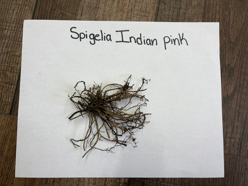 Cluster of dried Fire Pink plant roots with tangled brownish-gray stems