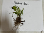 Fleabane Daisy Plant with vibrant green leaves and tangled brown roots on white paper