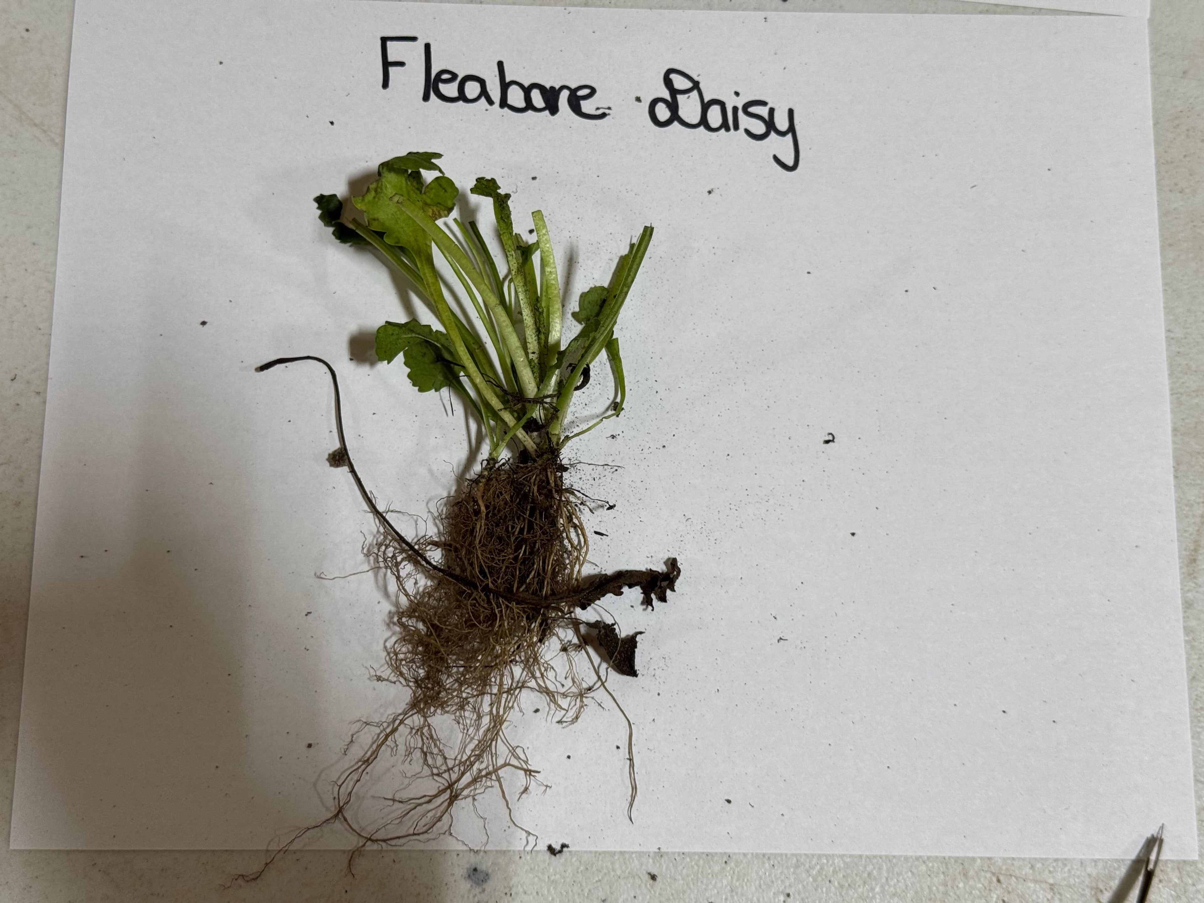 Fleabane Daisy Plant with vibrant green leaves and tangled brown roots on white paper