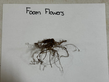 Brown foam flowers with delicate root-like tendrils, Foam Flower product