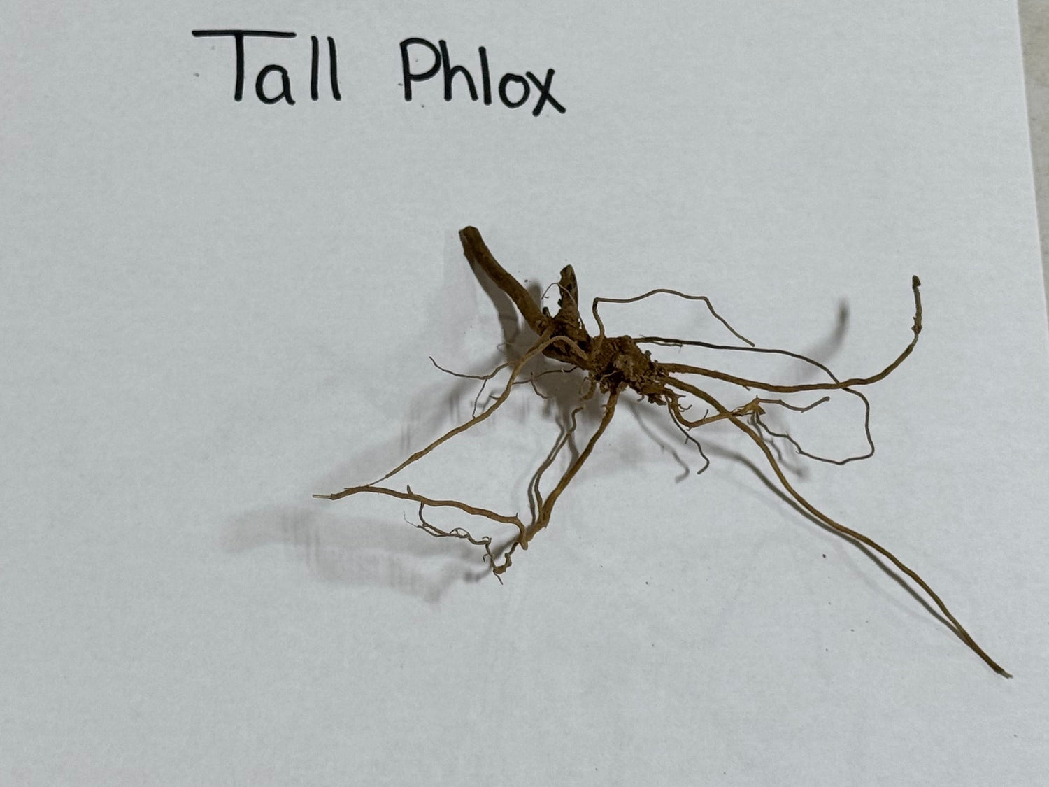 Dried brown root system of Garden Phlox with slender branching roots