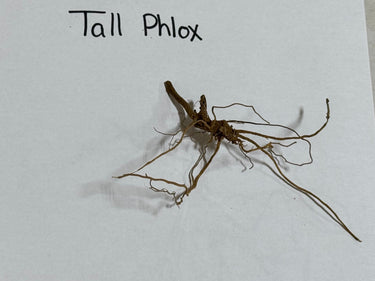 Dried brown root system of Garden Phlox with slender branching roots