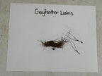 Dried Gayfeather Liatris plant specimen with fibrous roots and wispy stems