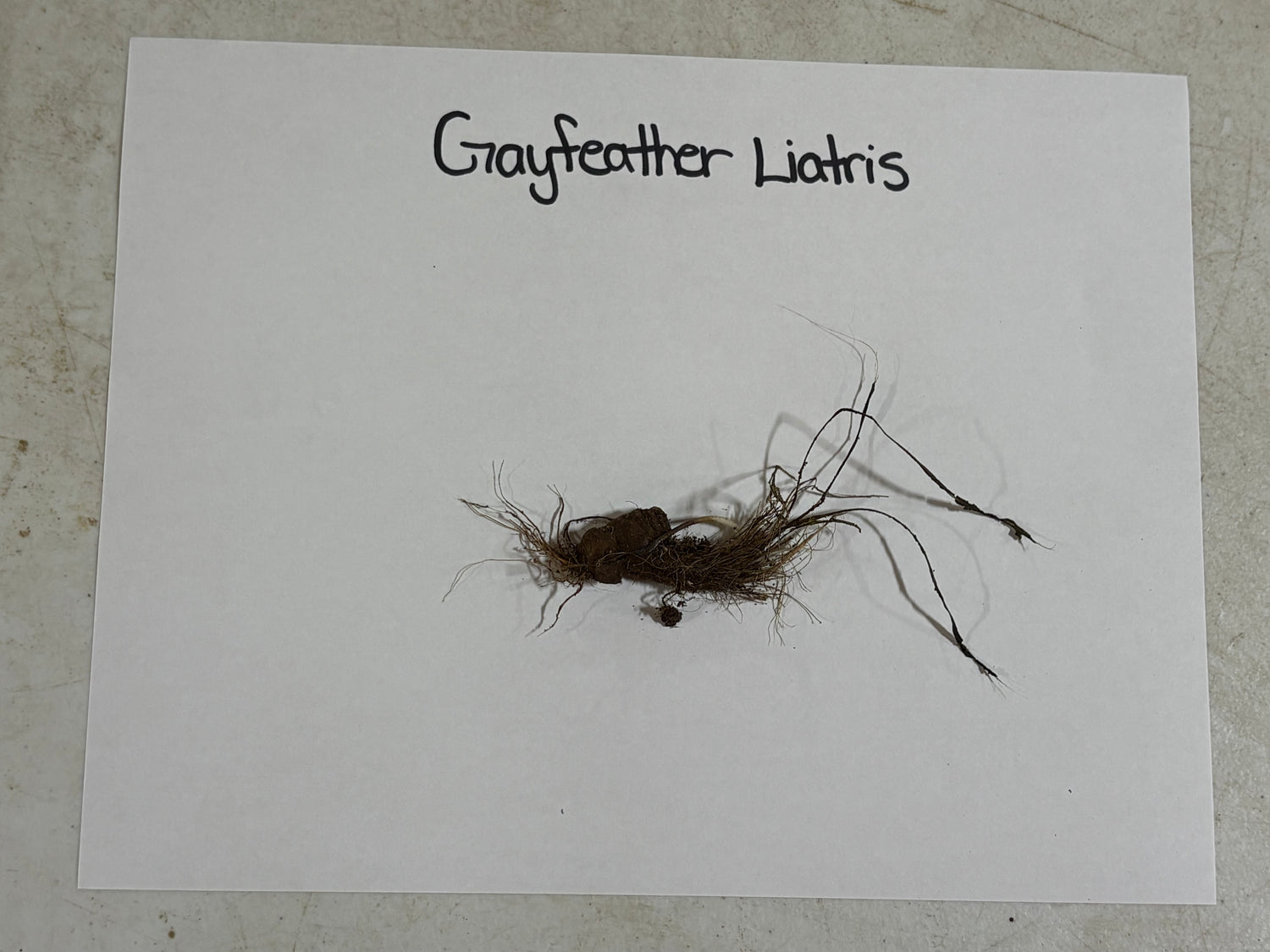 Dried Gayfeather Liatris plant specimen with fibrous roots and wispy stems