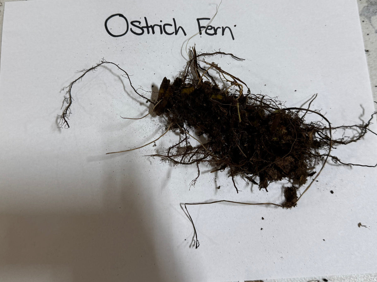 Giant Ostrich Fern clump with dark tangled roots and clinging soil