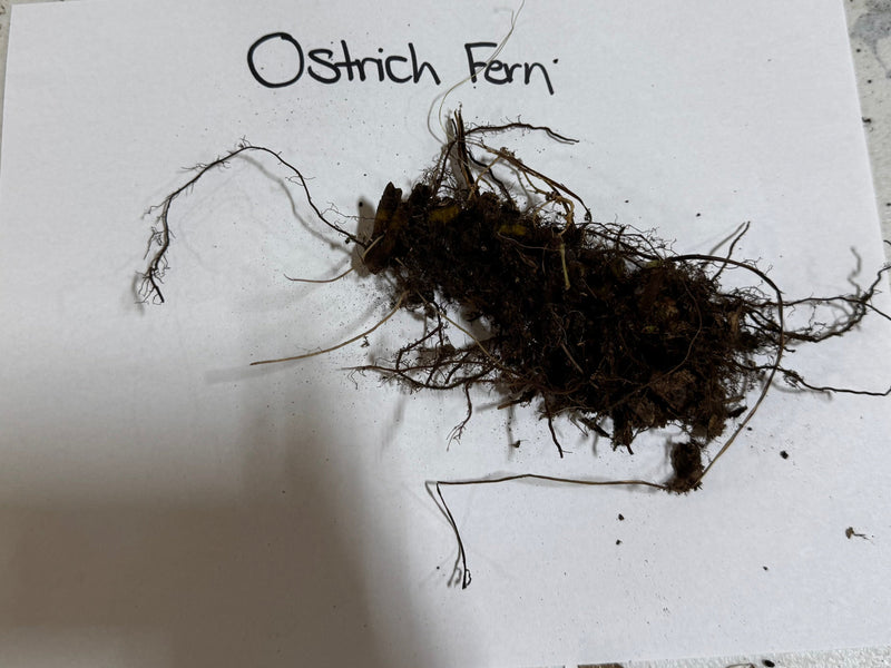 Giant Ostrich Fern clump with dark tangled roots and clinging soil
