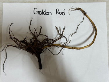 Dried Golden Rod plant with slender light brown stem and dark tangled roots