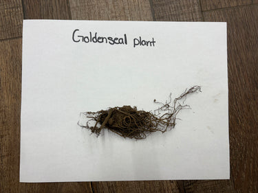 Dried Goldenseal plant with tangled earthy brown roots and compact cluster