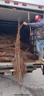 Bundled bare-root grape vine saplings with earthy roots and green ties