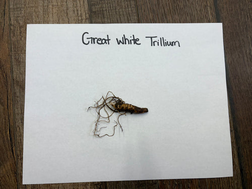 White Trillium dried great white trillium root with textured body and tangled roots