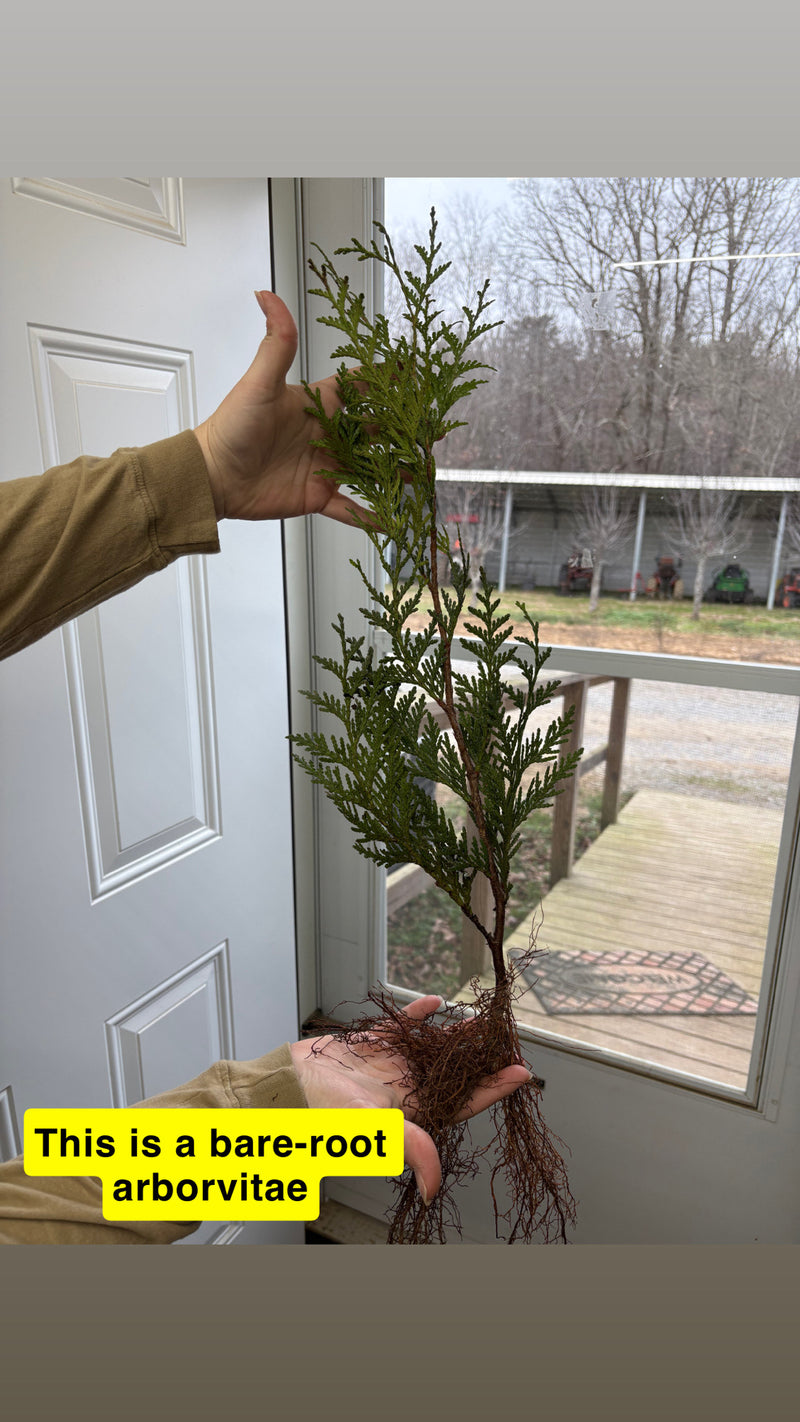 Green Giant Arborvitae tree with green needle leaves and exposed roots in hands