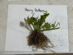 Fresh Hairy Buttercup Plant with vibrant green leaves and dense roots