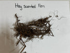 Hay Scented Fern with dried hay scent, tangled brownish stems and roots