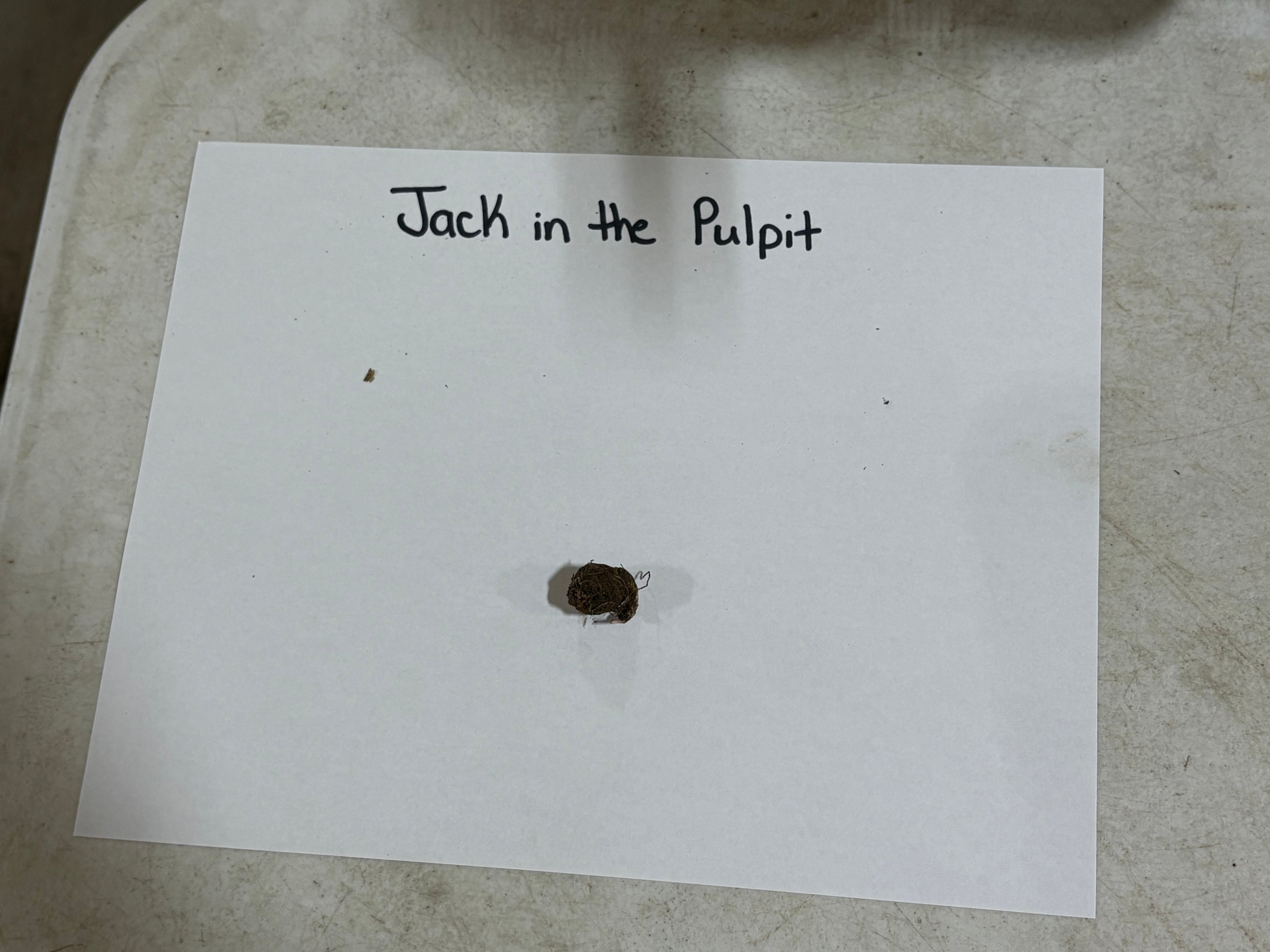 Small dark brown Jack in the Pulpit plant with textured surface and white tendrils