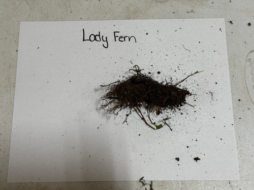 Lady Fern clump with dark brown feathery fronds and soil-attached roots