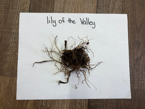 Lily of the valley plant roots with dark core on labeled paper