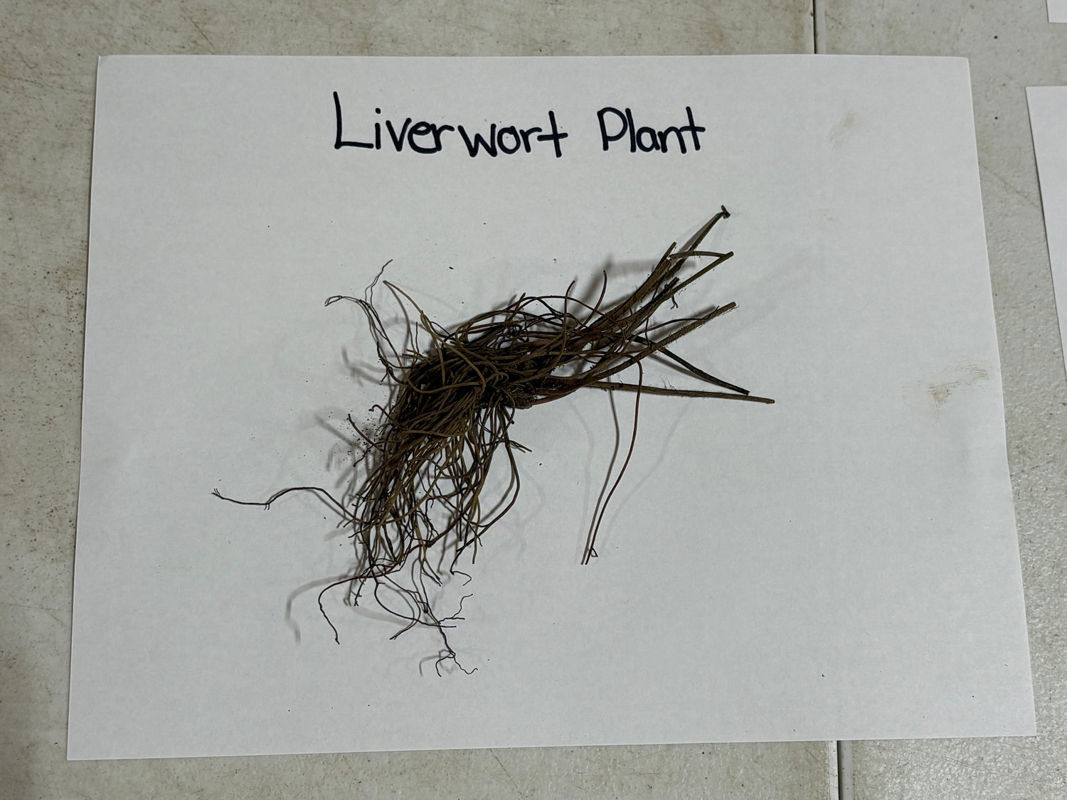 Dried brown liverwort plant with delicate thread-like fronds, Liverwort Plant