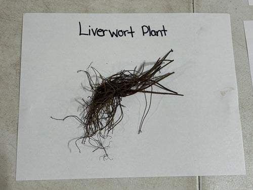 Dried brown liverwort plant with delicate thread-like fronds, Liverwort Plant