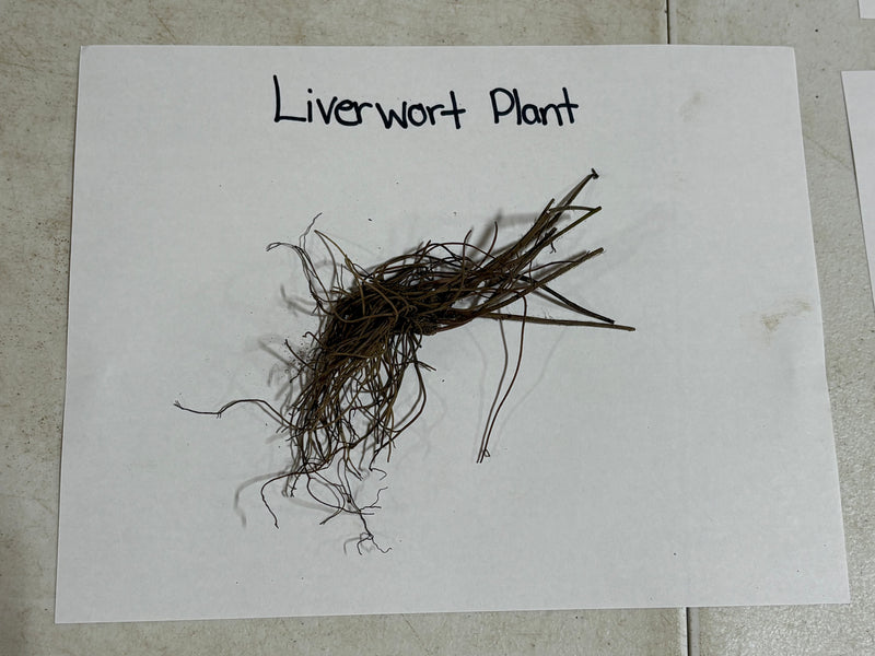 Dried brown liverwort plant with delicate thread-like fronds, Liverwort Plant