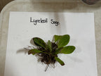 Fresh Lyreleaf Sage plant with vibrant green leaves and dark brown roots