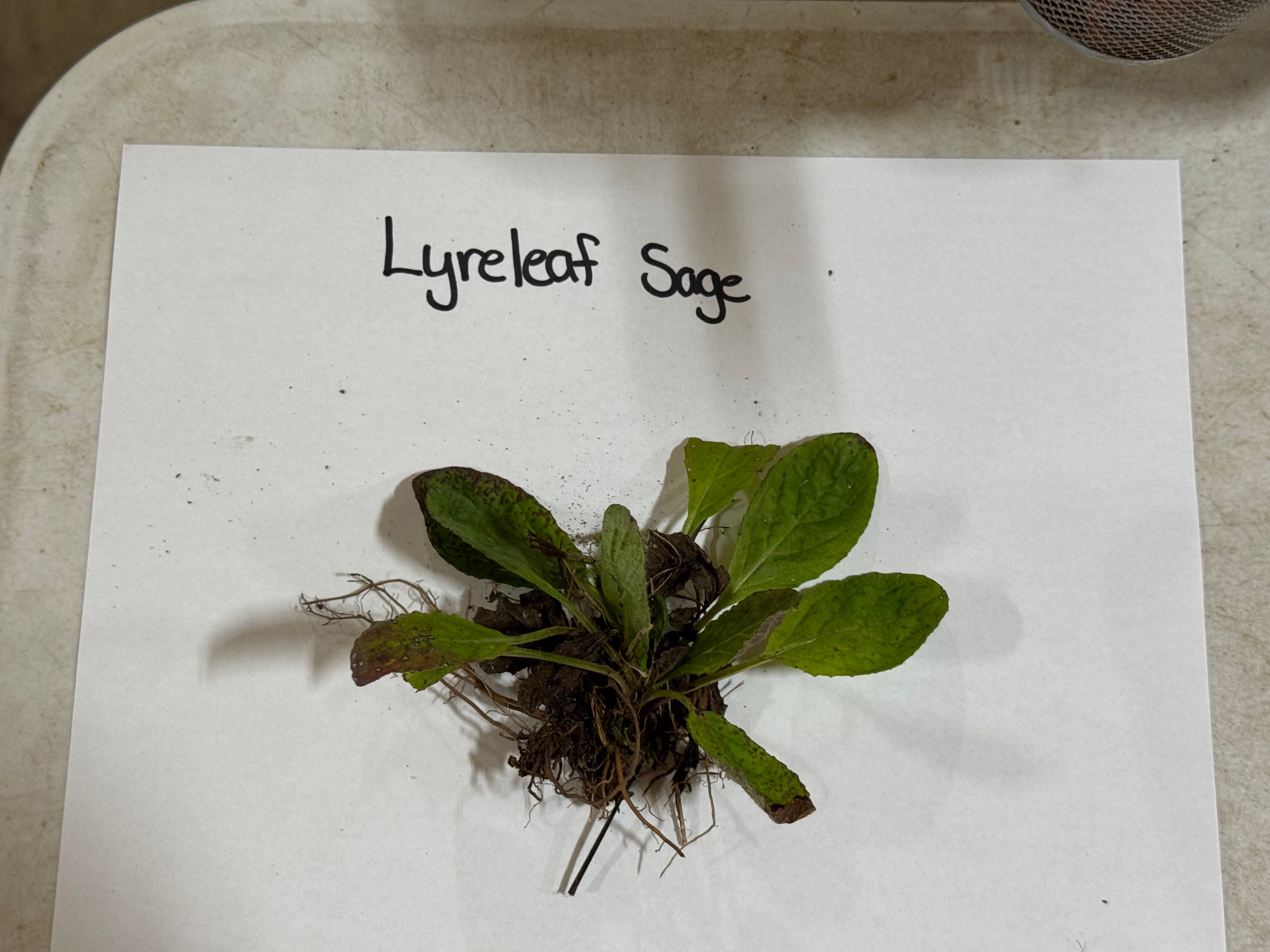 Fresh Lyreleaf Sage plant with vibrant green leaves and dark brown roots