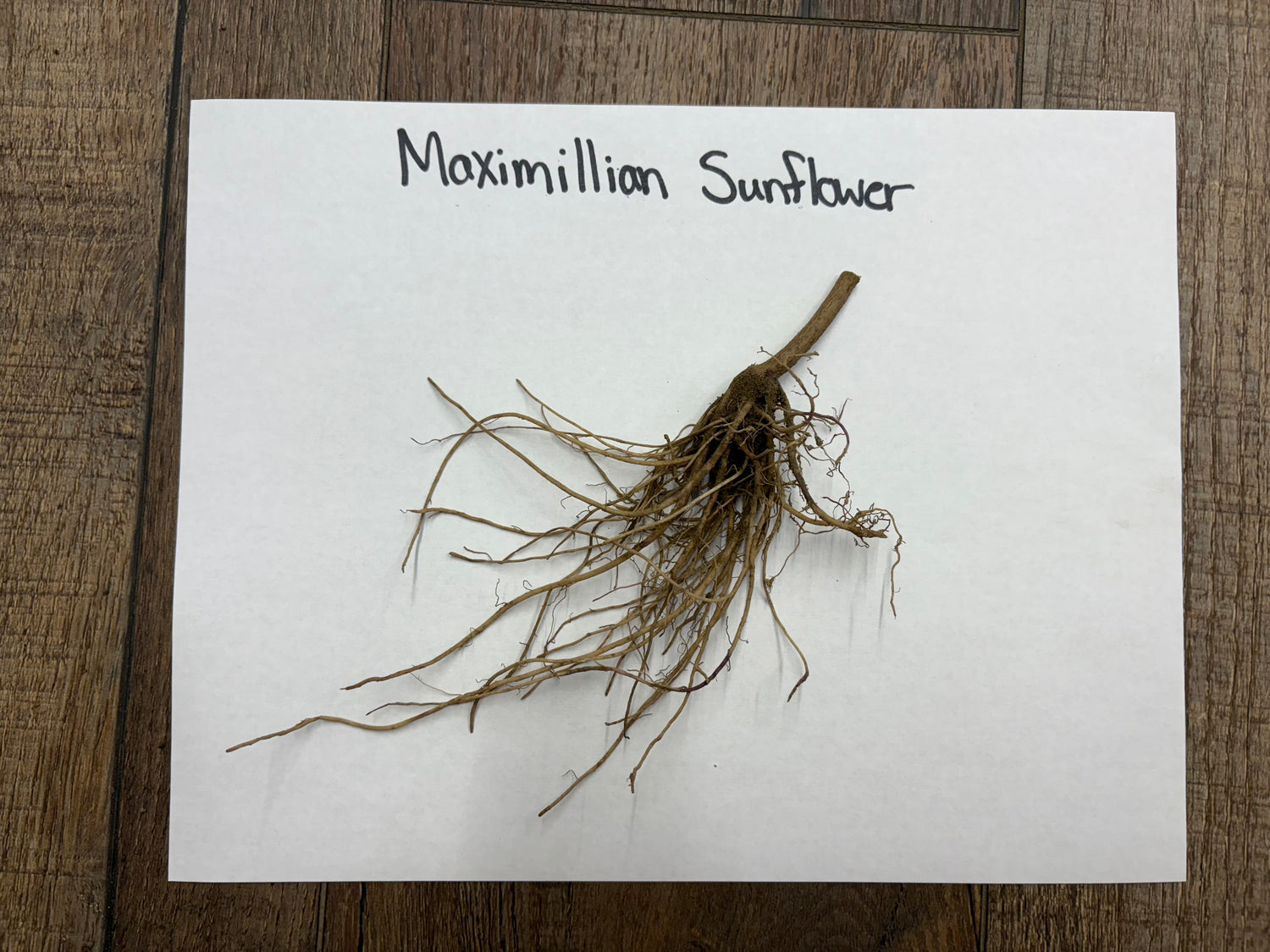Dried Maximilian sunflower root system with slender brownish roots