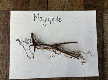 Dried brown mayapple root with tangled fine tendrils and thick stems