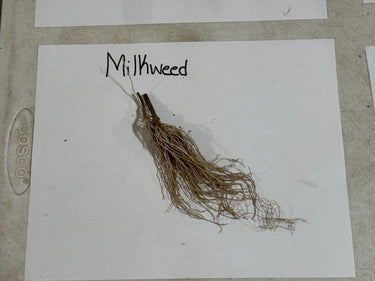 Dried milkweed plant with tangled brown fibrous roots and stems