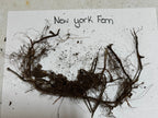 Tangled dark brown fibrous roots with soil of New York Fern