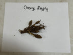 Orange daylily bulbs with roots and soil on labeled white paper