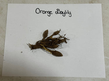 Orange daylily bulbs with roots and soil on labeled white paper