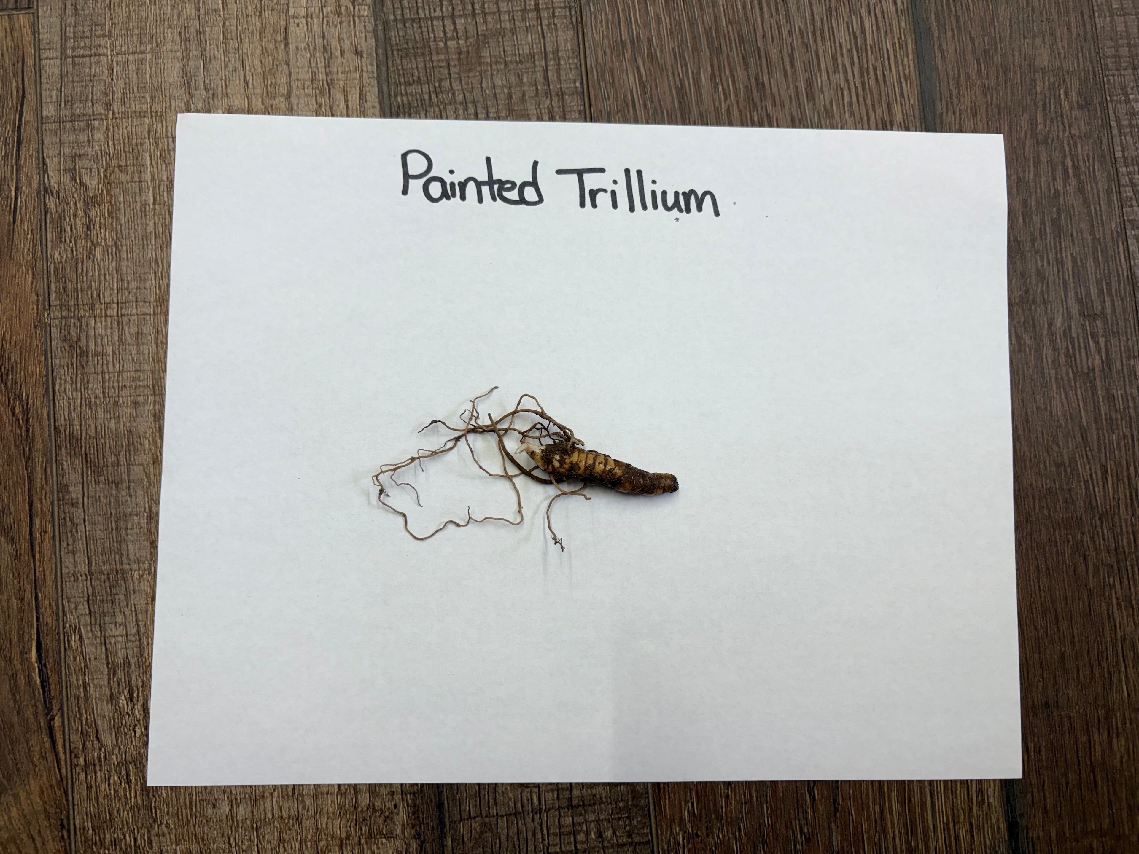Dried brown painted trillium root with thin roots, for Painted Trillium Plant