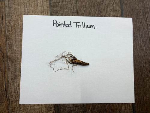 Dried brown painted trillium root with thin roots, for Painted Trillium Plant