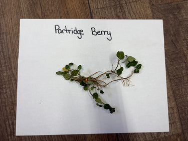 Fresh Partridge Berry plant with small green leaves and delicate stems tied at base