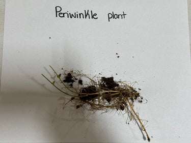 Periwinkle plant with slender green stems, tiny leaves in dark soil