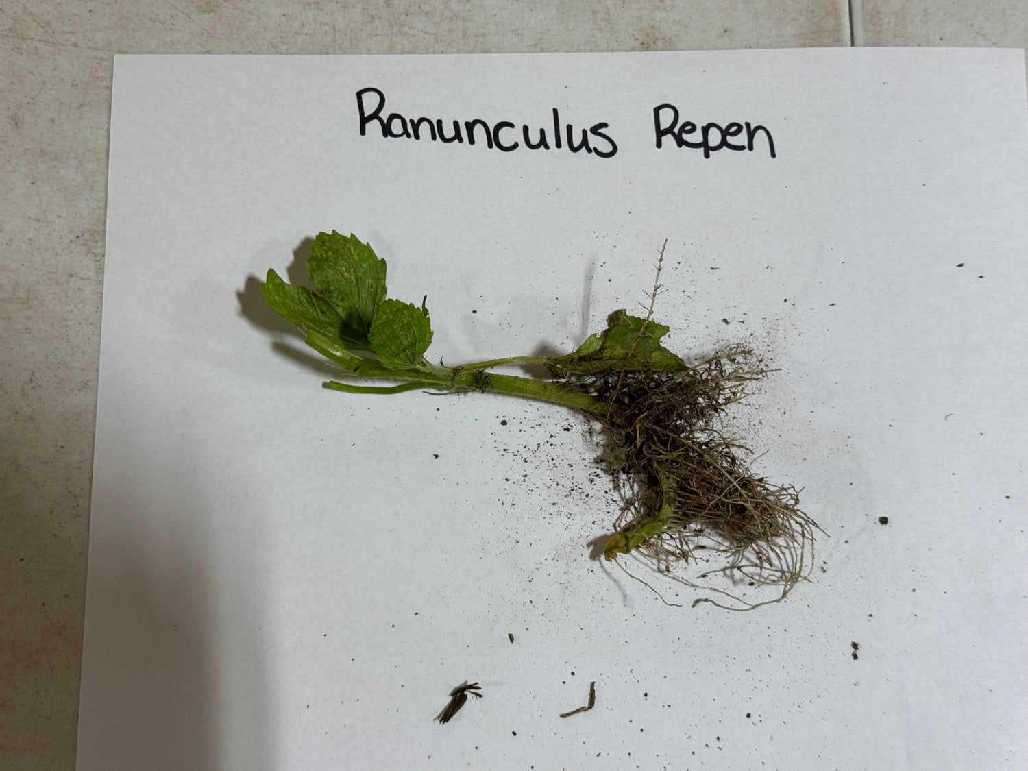 Green Ranunculus repens plant with delicate leaves and tangled roots